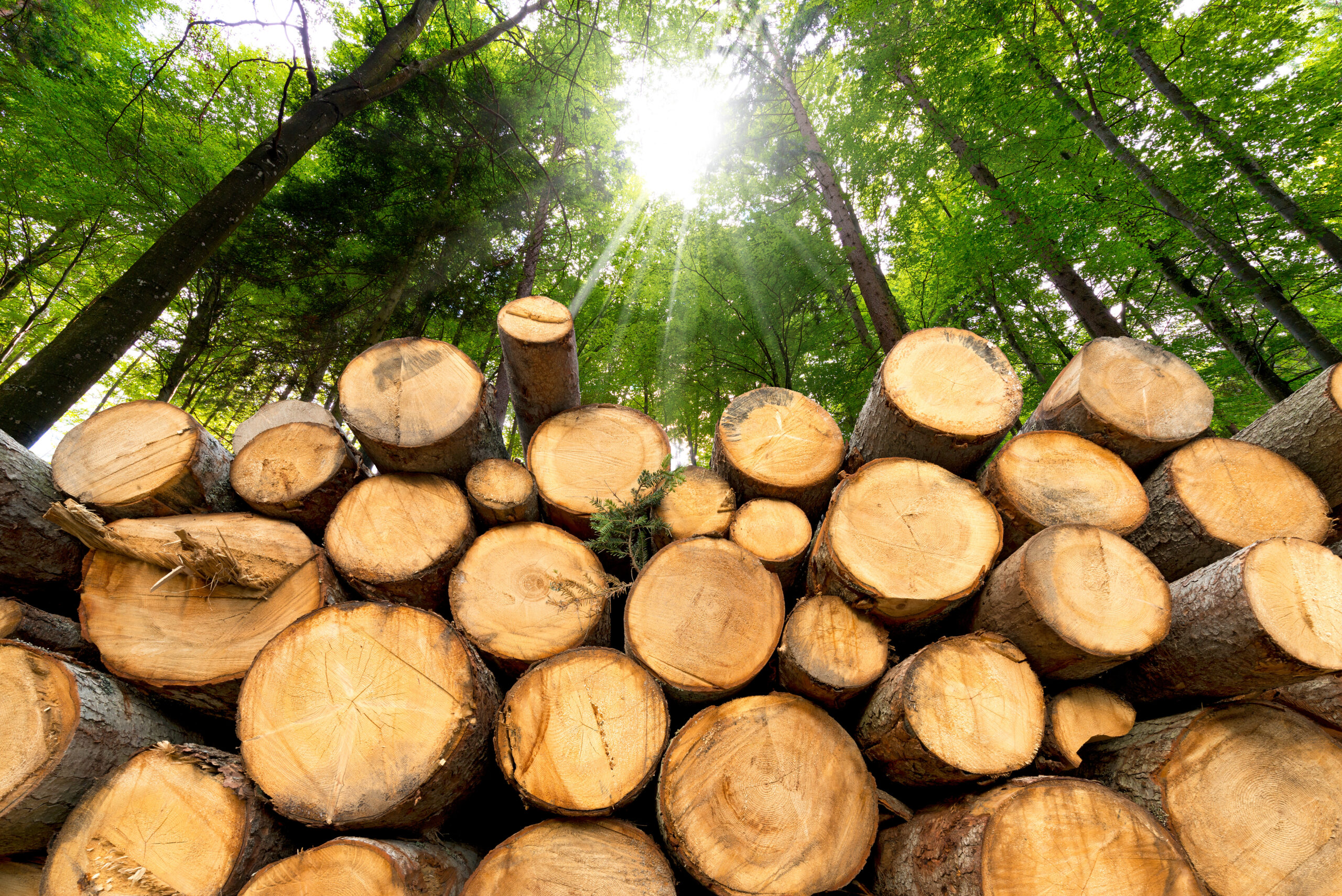 Home wooden logs with forest on background